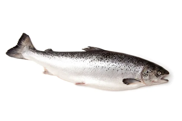 Scottish Atlantic Salmon (Salmo solar) whole — Stock Photo, Image