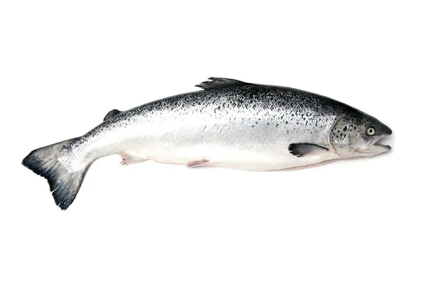 Scottish Atlantic Salmon (Salmo solar) whole — Stock Photo, Image