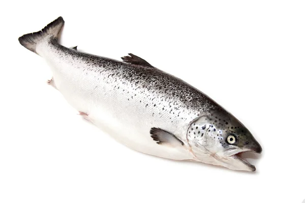 Schottischer Atlantischer Lachs (salmo solar) ganz — Stockfoto