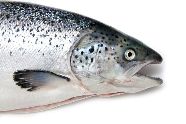 Шотландский атлантический лосось (Сальмо солнечный)
