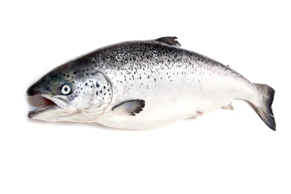 Schottischer Atlantischer Lachs (salmo solar) ganz — Stockfoto