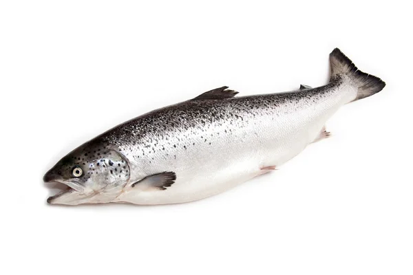 Scottish Atlantic Salmon (Salmo solar) whole Royalty Free Stock Photos