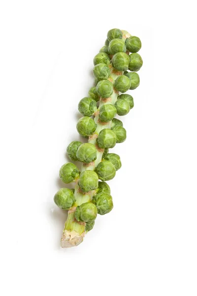 Brussel sprouts on the stem or stalk — Stock Photo, Image