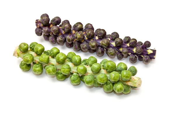 Brussel sprouts on the stem or stalk — Stock Photo, Image