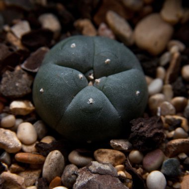 peyote kaktüsü lophophora williamsii.