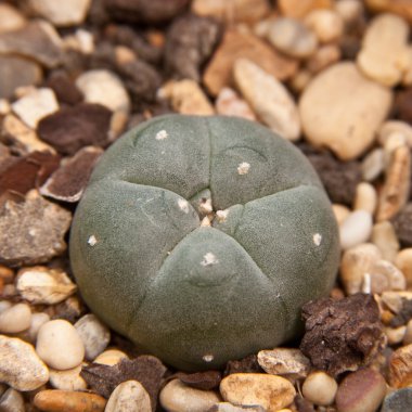 peyote kaktüsü lophophora williamsii.