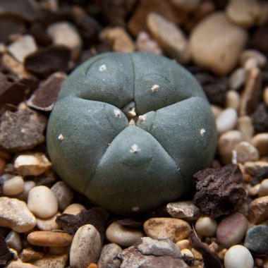 peyote kaktüsü lophophora williamsii.