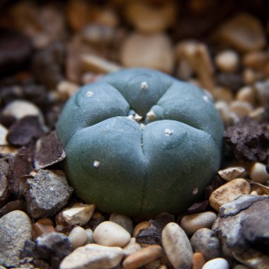 peyote kaktüsü lophophora williamsii.