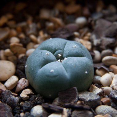 peyote kaktüsü lophophora williamsii.