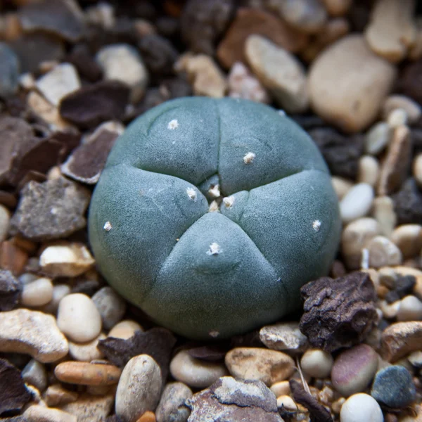 peyote kaktüsü lophophora williamsii.