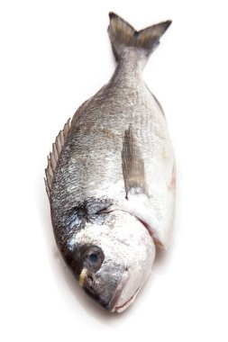 çipura veya dorado balığı