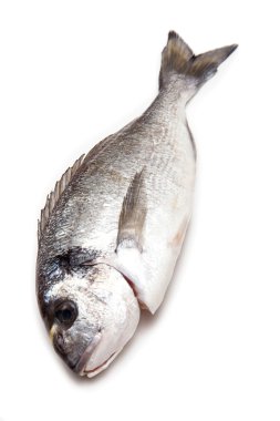 çipura veya dorado balığı