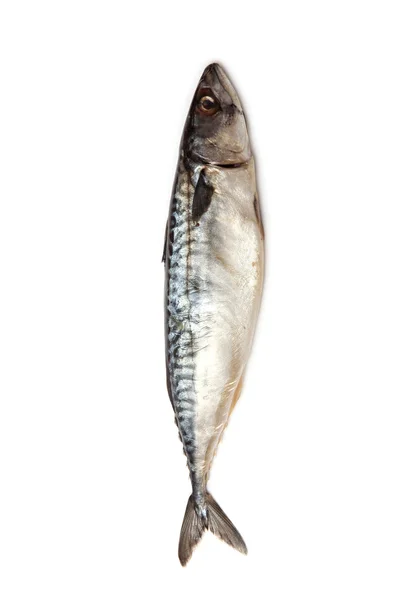 Pesce branzino — Foto Stock