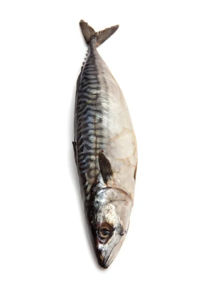 海の低音の魚 — ストック写真