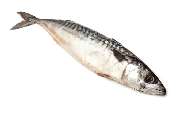 Рыба-окунь — стоковое фото