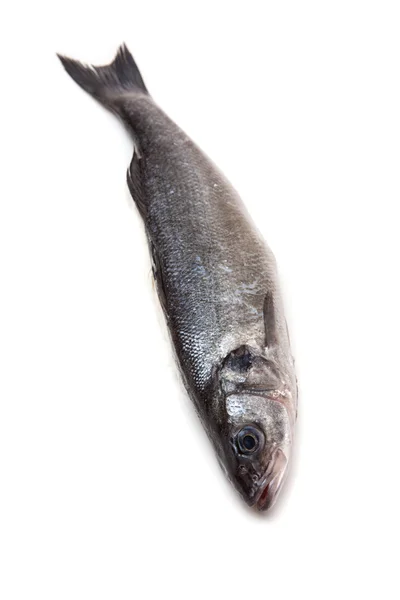 Pesce branzino — Foto Stock