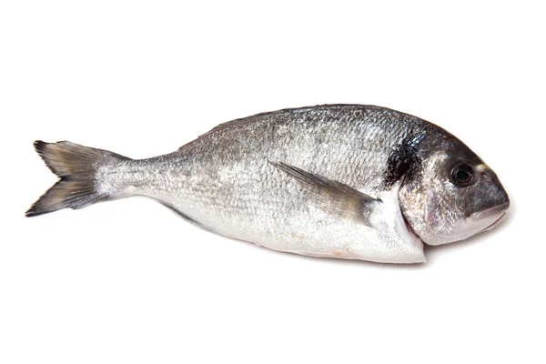 Sea Bream or Dorado fish — Stock Photo, Image