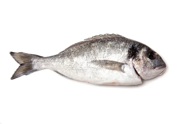 Peixes marinhos Bream ou Dorado — Fotografia de Stock