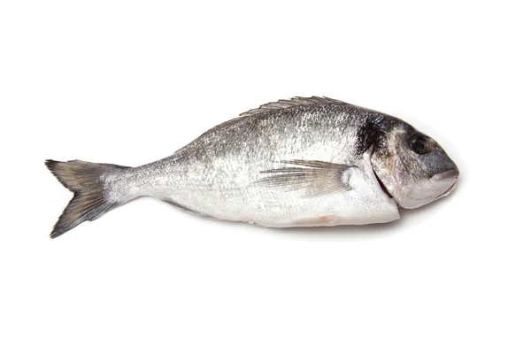 Sea Bream or Dorado fish — Stock Photo, Image