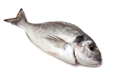 çipura veya bir arka planda beyaz stüdyo izole dorado balığı.