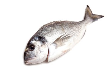 çipura veya bir arka planda beyaz stüdyo izole dorado balığı.