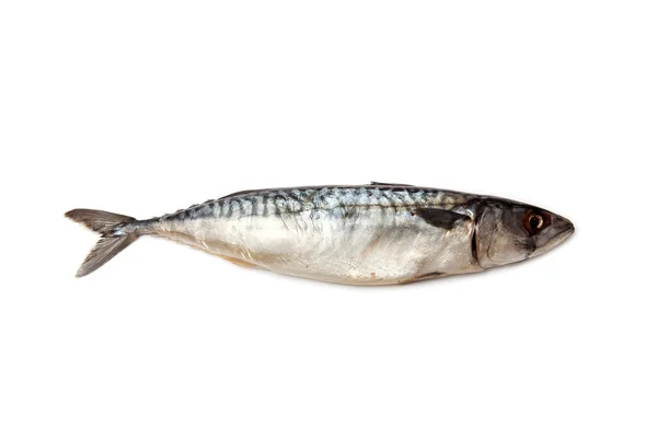 Sea Bream o Dorado pescado aislado sobre un fondo de estudio blanco . — Foto de Stock