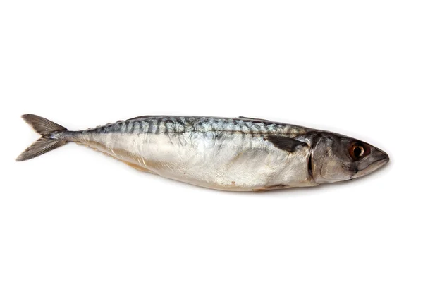 Sea Bream or Dorado fish isolated on a white studio background. — Stock Photo, Image