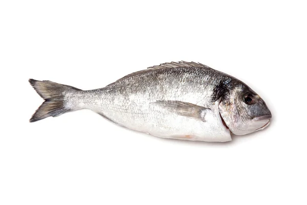 Sea Bream ou Dorado peixes isolados em um fundo estúdio branco . — Fotografia de Stock