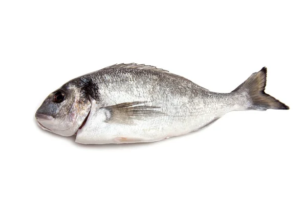 Sea Bream ou Dorado peixes isolados em um fundo estúdio branco . — Fotografia de Stock