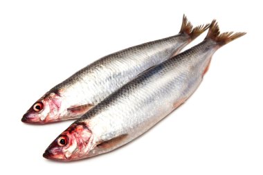 korumaya tane ringa balığı