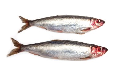 taze bir tane ringa balığı