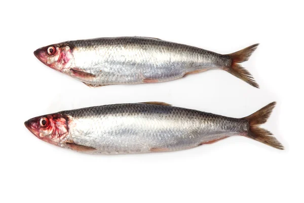 Fresh herrings — Stock Photo, Image