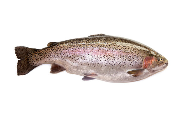 Rainbow trout on a white studio background