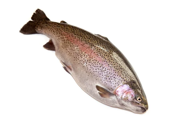 Rainbow trout on a white studio background — Stock Photo, Image