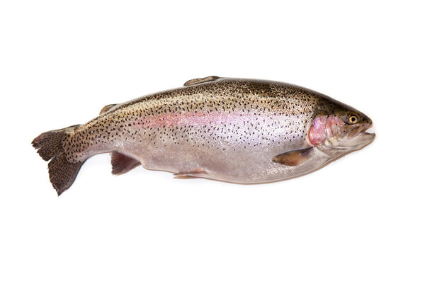 Rainbow trout on a white studio background