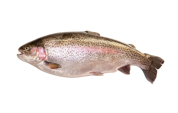 Rainbow trout on a white studio background