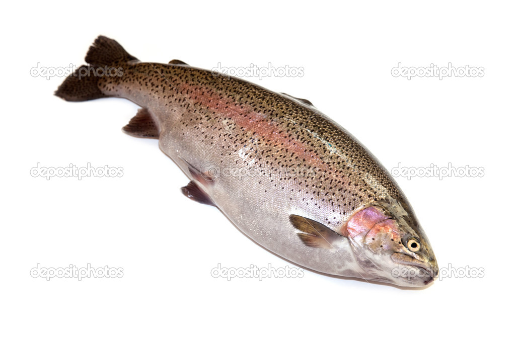 Rainbow trout on a white studio background