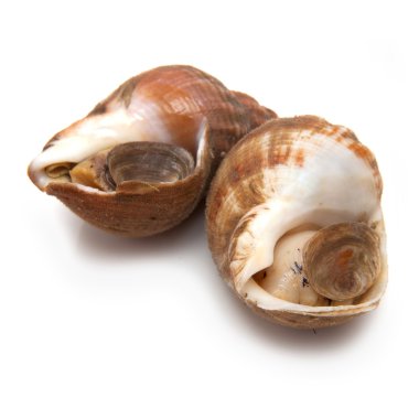 whelks izole bir arka planda beyaz studio.