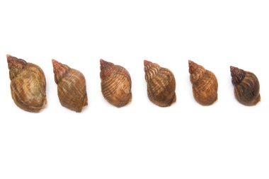 whelks izole bir arka planda beyaz studio.