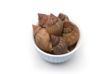 whelks izole bir arka planda beyaz studio.