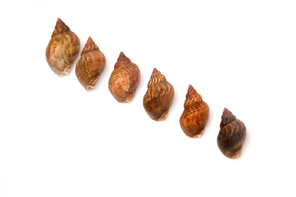 Whelks isolated on a white studio background. — Stock Photo, Image