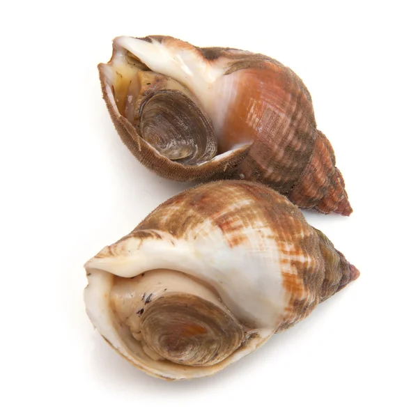 Whelks isolado em um fundo de estúdio branco . — Fotografia de Stock