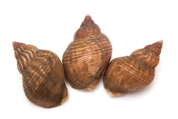 Whelks isolated on a white studio background. — Stock Photo, Image