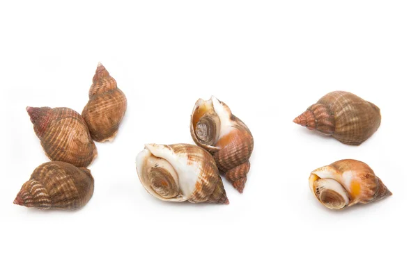 Whelks isolated on a white studio background. — Stock Photo, Image