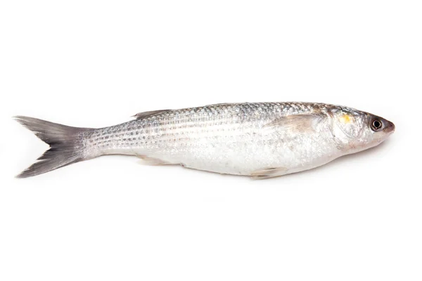 Cefal złotogłowy ryb — Zdjęcie stockowe