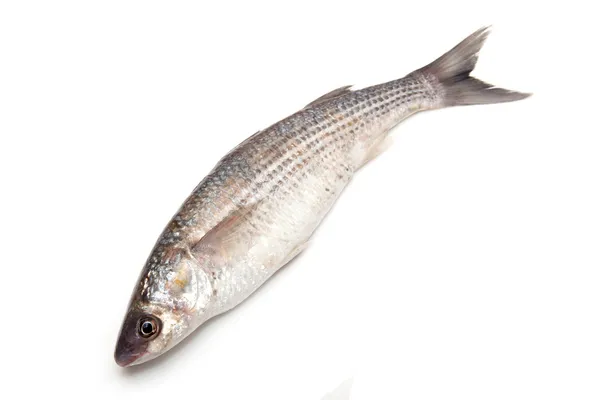 Peixe Mullet cinzento — Fotografia de Stock