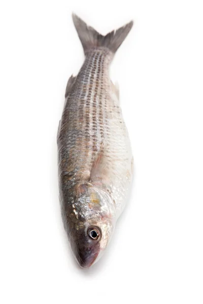 Pesce cefalo grigio — Foto Stock