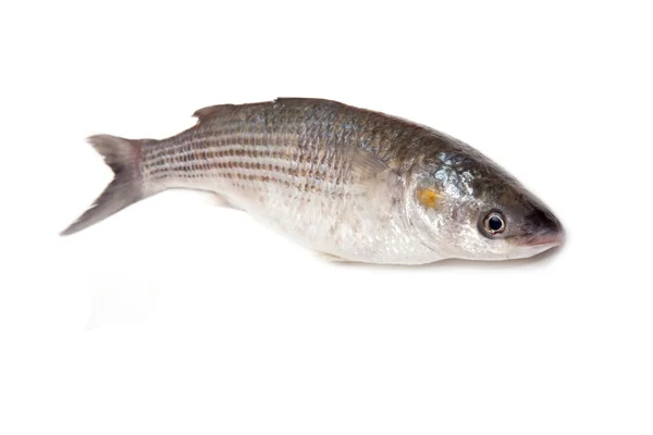 Peixe Mullet cinzento — Fotografia de Stock