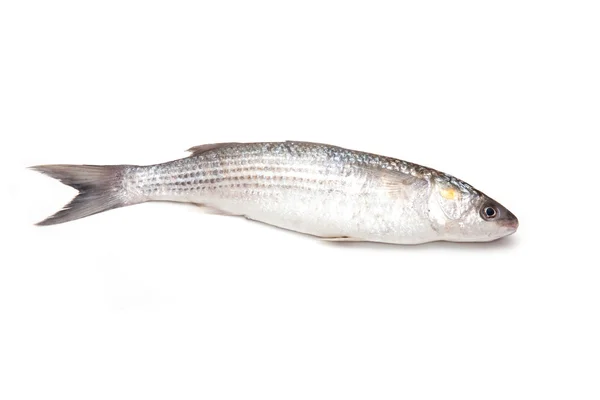 Pez salmonete gris — Foto de Stock