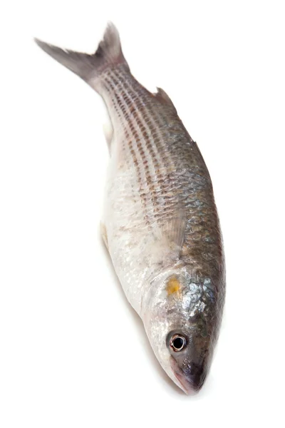 Grey Mullet fish — Stock Photo, Image